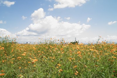 🏛️ 하시무레가와 유적